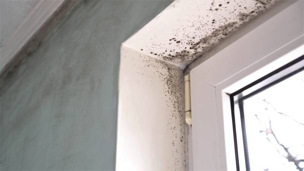 Best Health and Safety Mold Remediation in Orinda, CA