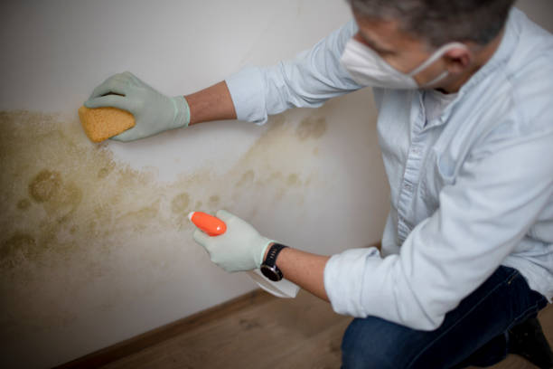 Best Crawl Space Mold Remediation in Orinda, CA