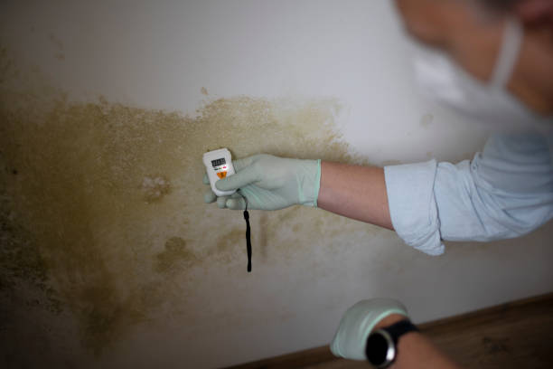 Best Basement Mold Remediation in Orinda, CA