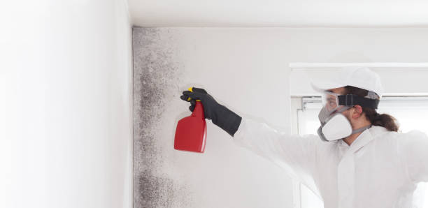 Best Industrial Mold Remediation in Orinda, CA