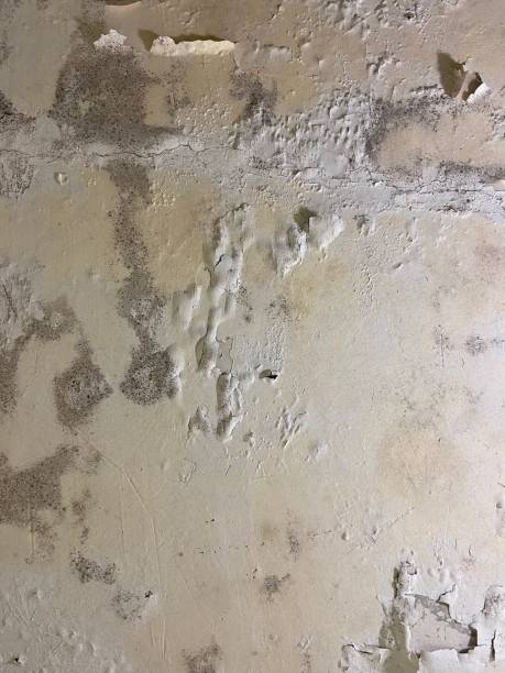 Best Kitchen Mold Remediation in Orinda, CA