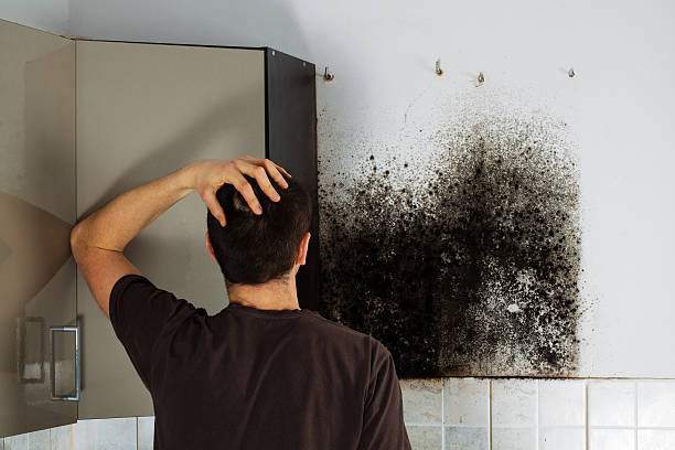 Trusted Orinda, CA Mold Remediation Experts