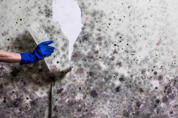 Best Residential Mold Remediation in Orinda, CA